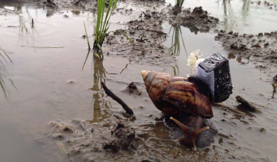 Snail in muddy water with object attached to its shell