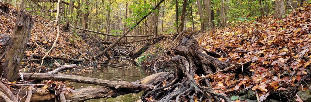 Eroded channel conditions Newtonbrook Creek