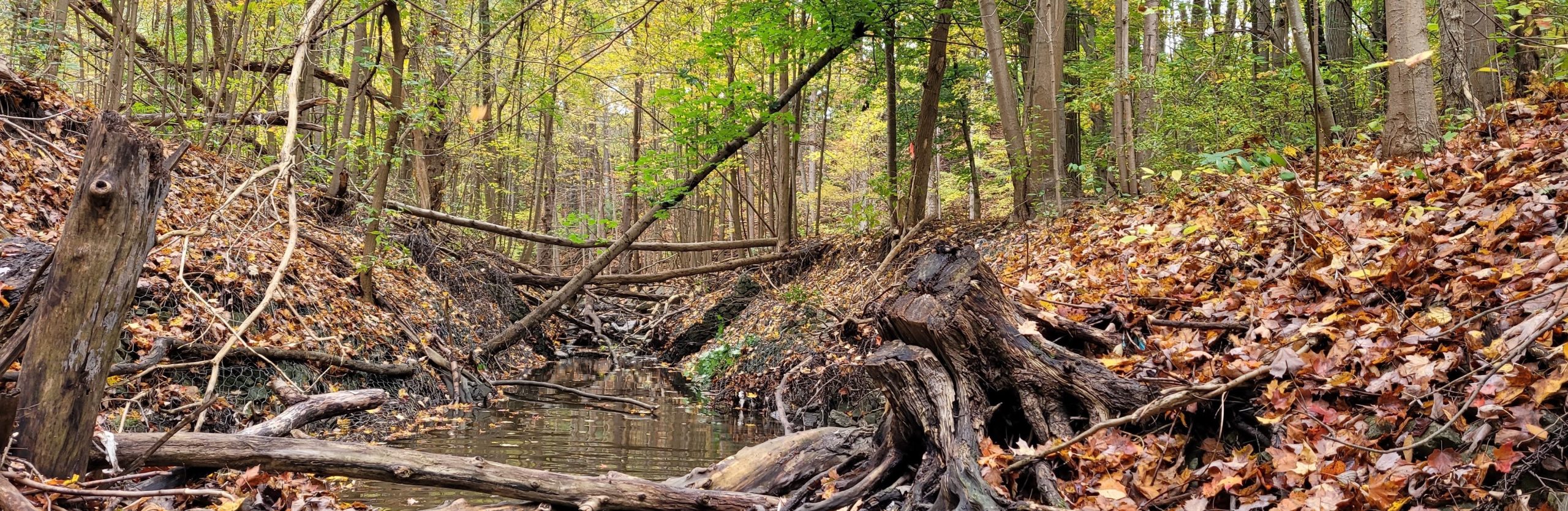 Eroded channel conditions Newtonbrook Creek