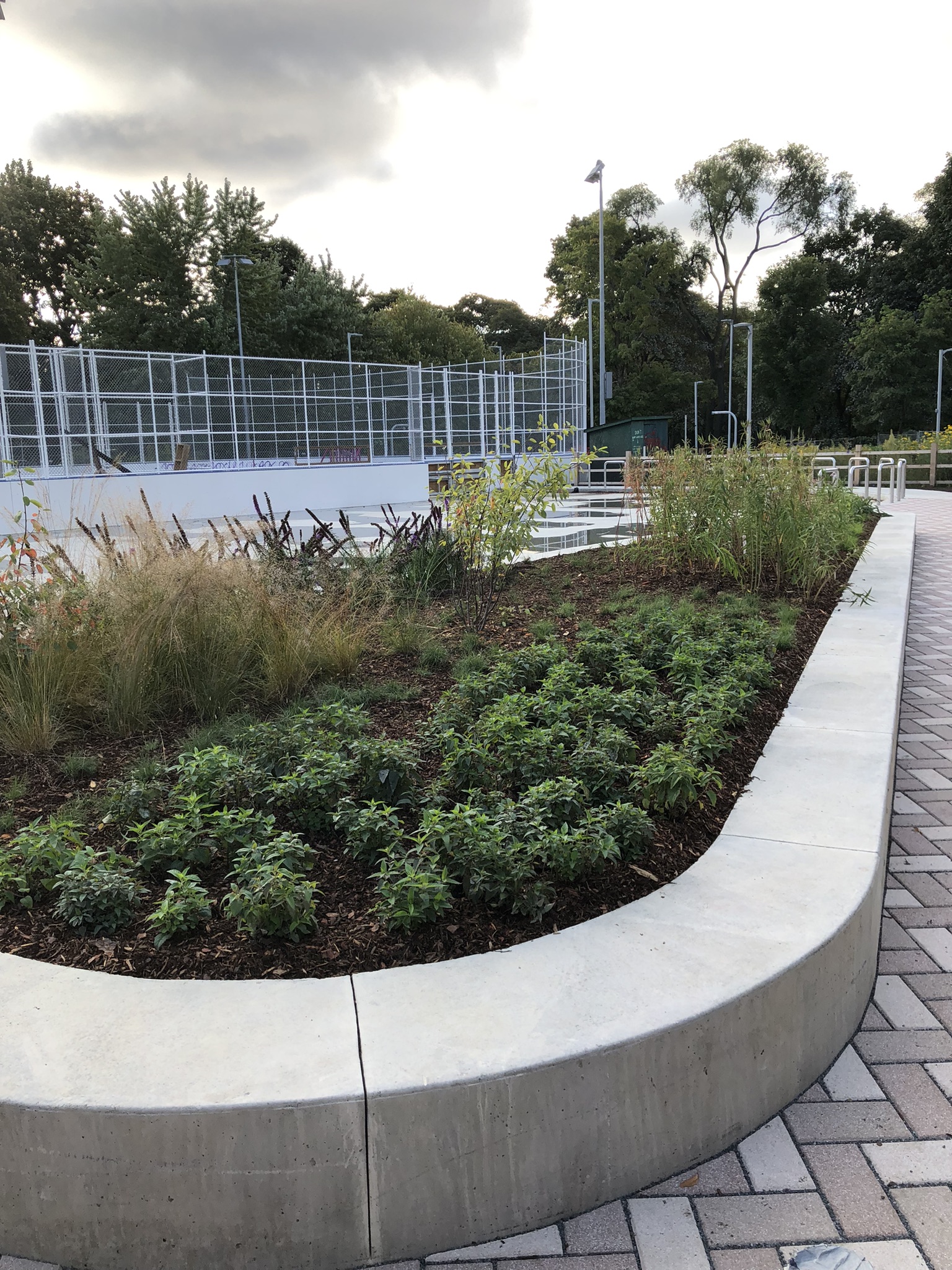 A planting bed with a curved concrete border, filled with native and pollinator plantings and edible and fruit-bearing species. The ice rink can be seen in the background. 