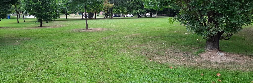 A photo of the a flat grassy area surrounded by trees in East Mall Park.