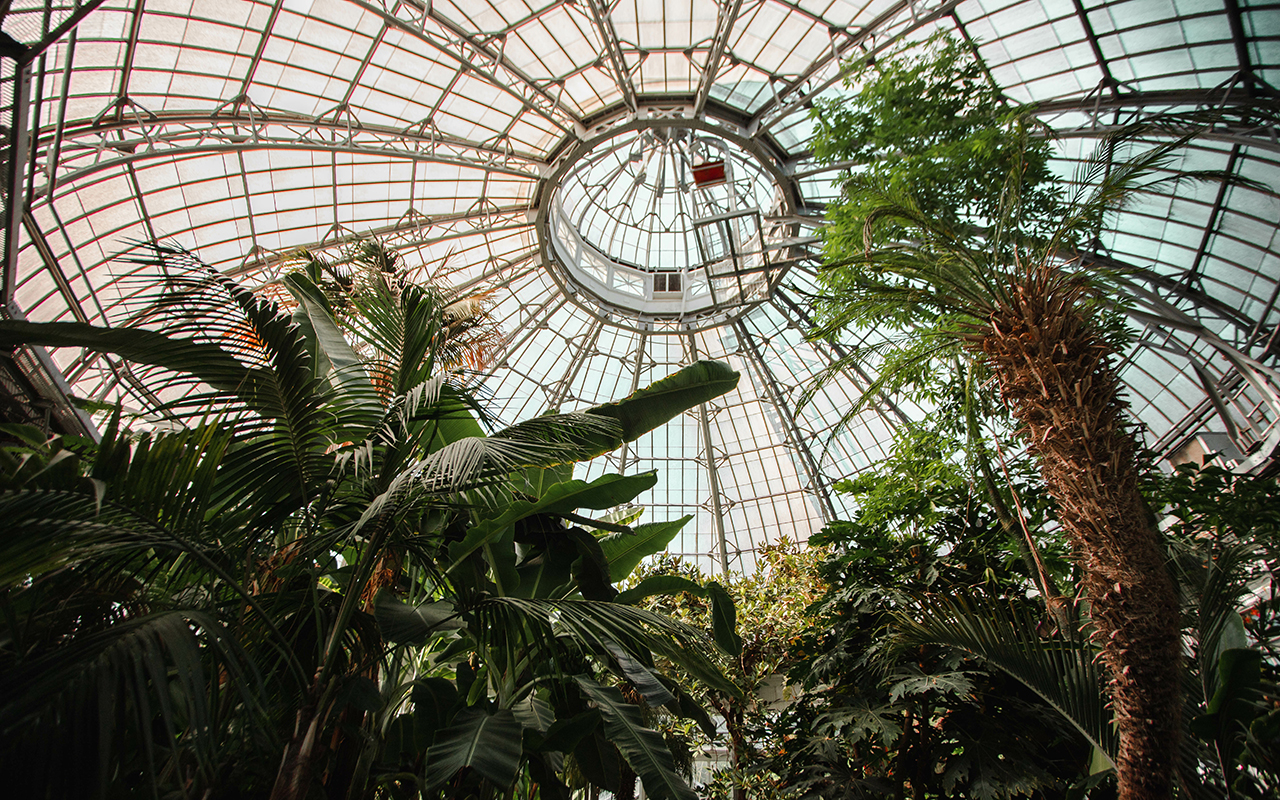 Glass domed roof from the inside with the tops of palm trees visible.