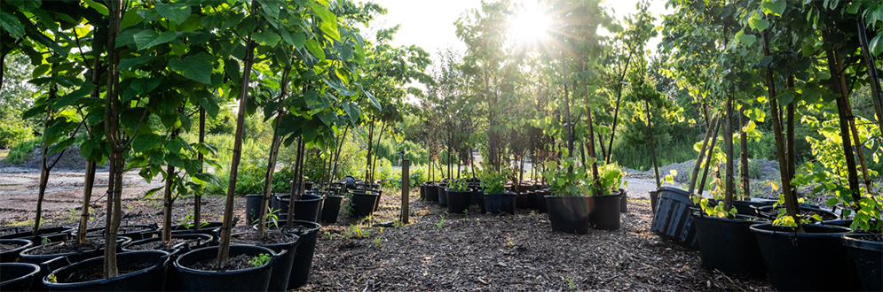 A collection of young, small trees waiting to be planted.