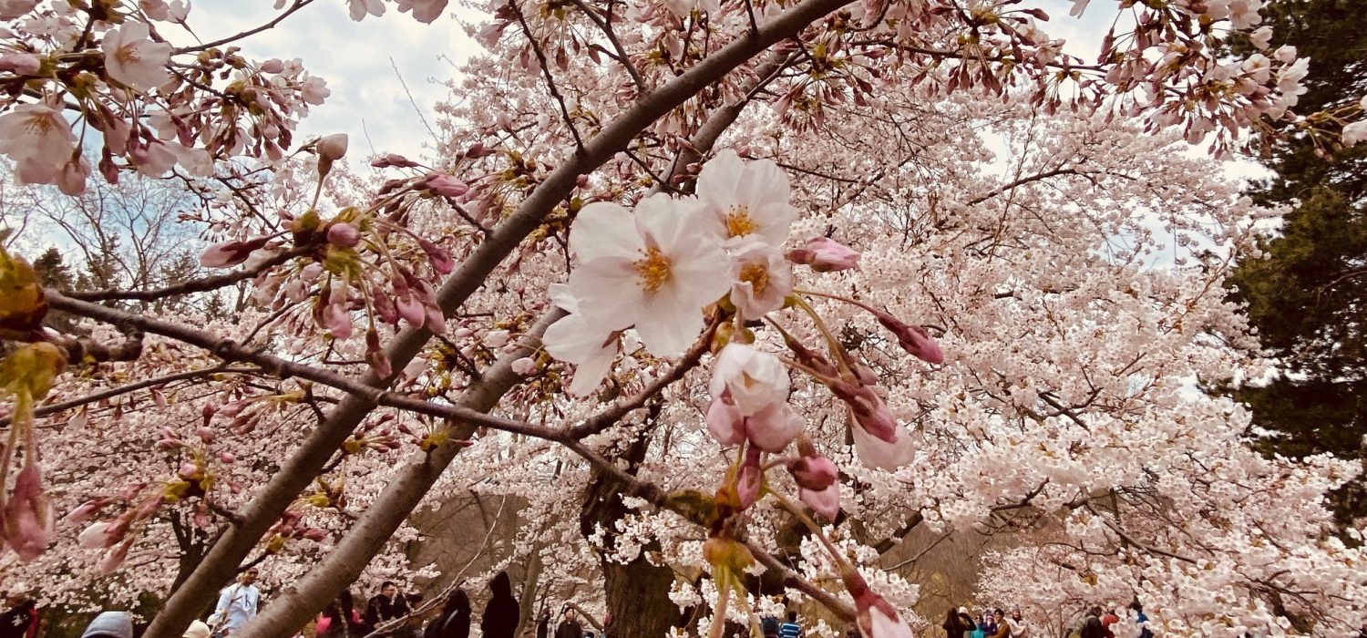 High Park Cherry Blossom