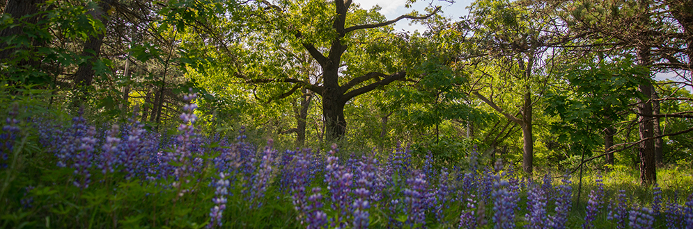 Purple flowers growing in a wooded area.