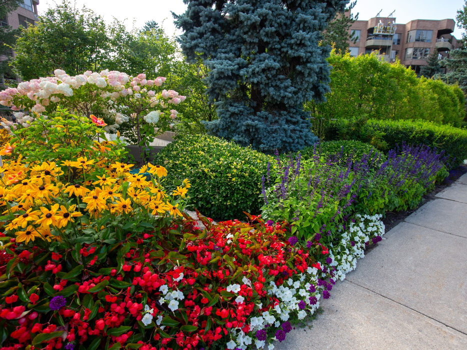 A photo of 2023’s high density residential garden contest winner. The garden lines a stone pathway, and is filled with white, red and yellow flowers. There are a number of green bushes.
