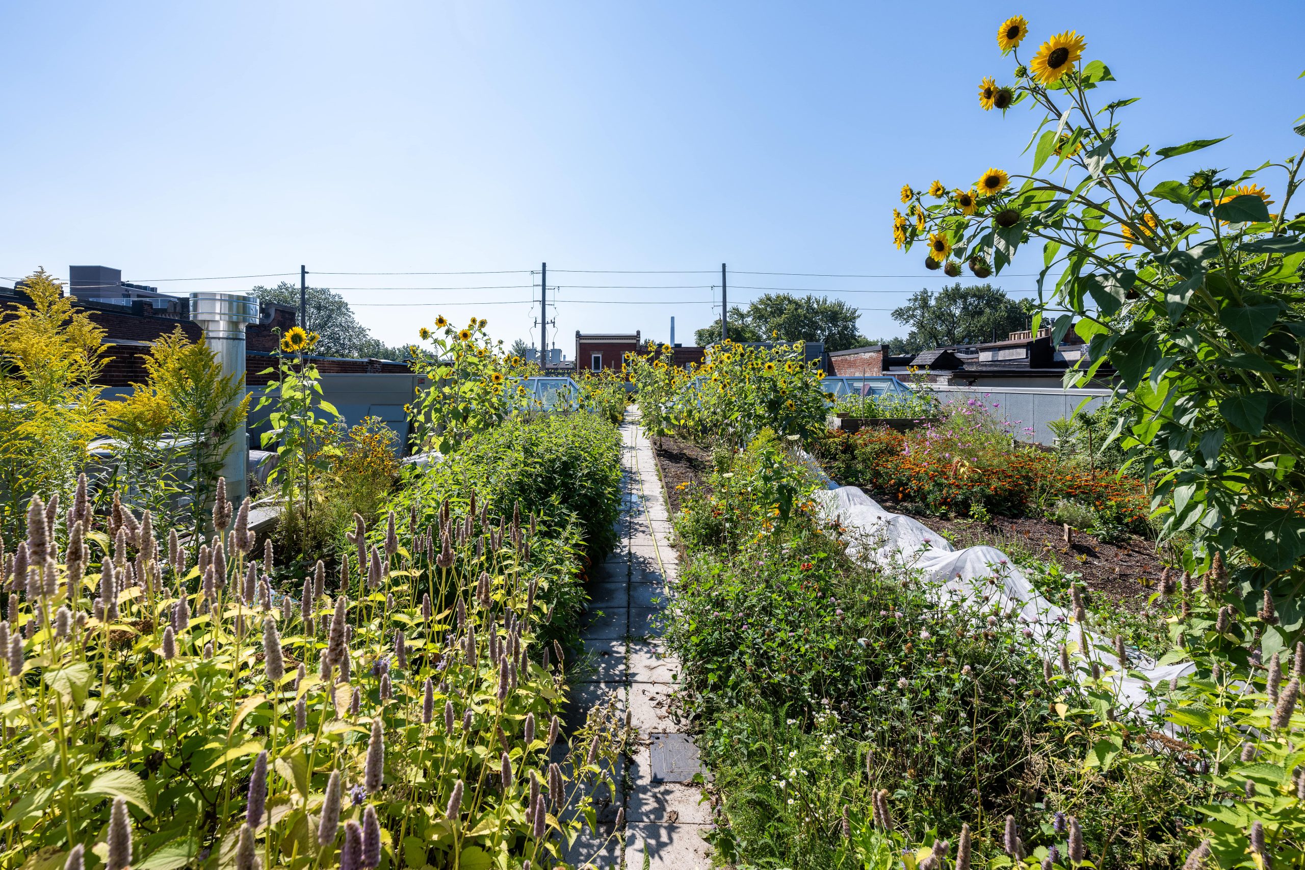 Programme d'incitation Eco-Roof de Toronto — Paiements municipaux pour la rétention des eaux pluviales sur toitures végétalisées et réfléchissantes