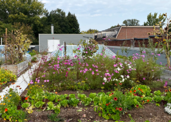 An eco-roof showing rows of plants and pink, red and white flowers against a background of blue sky and green trees.