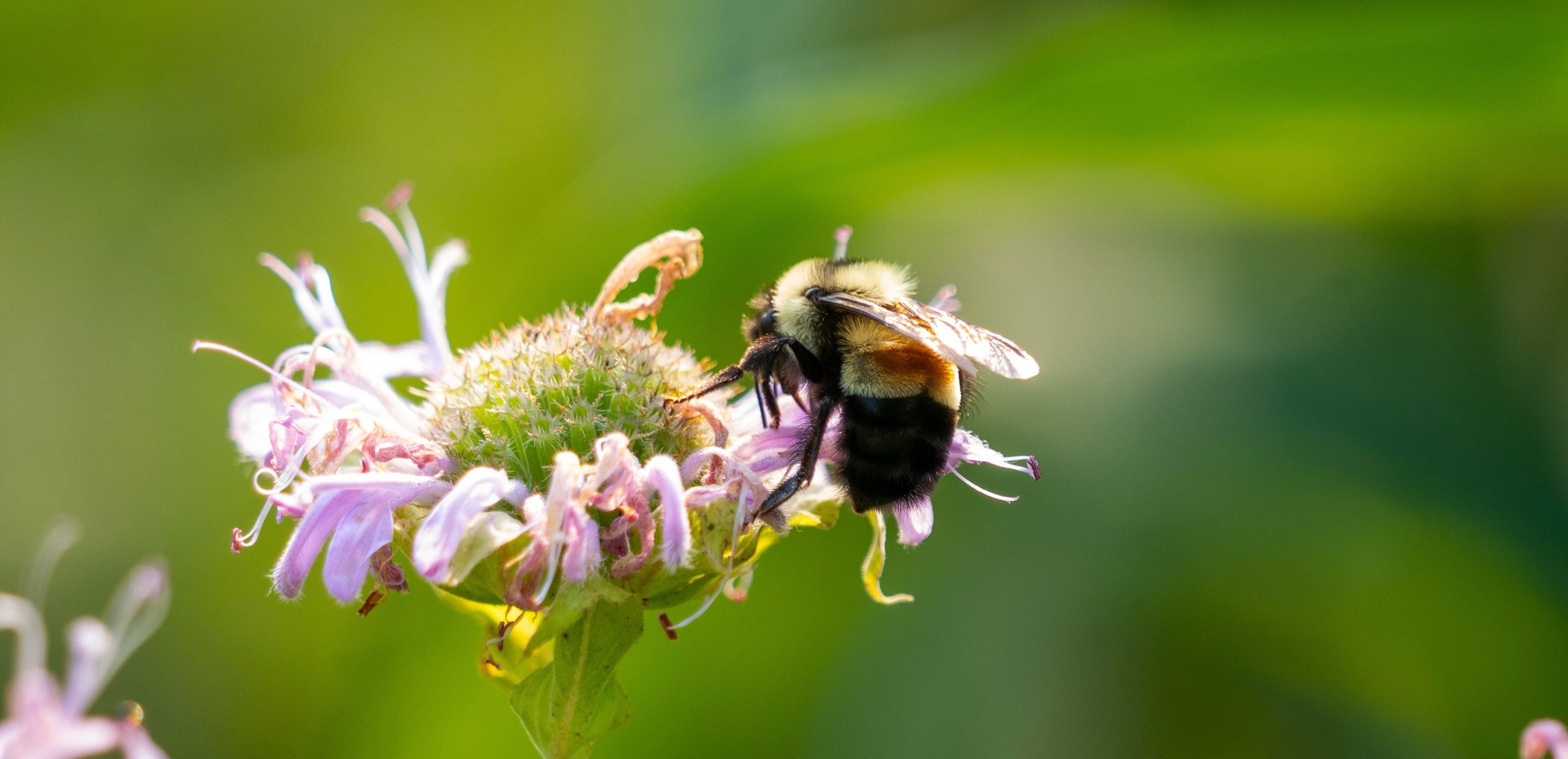 A rusty patched bumble bee with the red-brown fuzzy 'belt' visible visiting a light purple bee balm flower for nectar.