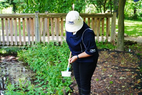 Toronto Public Health employee looking to see if any larvae has been found during surveillance