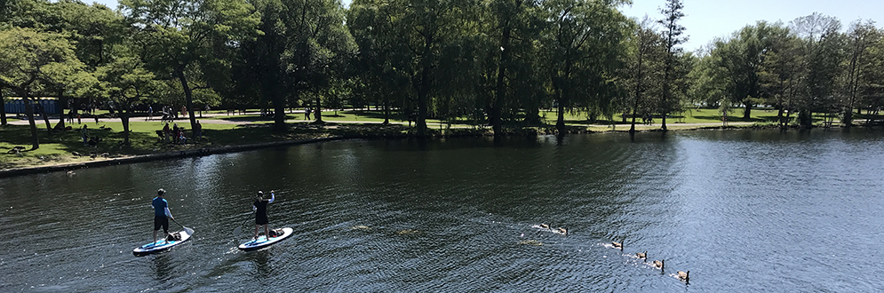 Paddle boarding people and a flock of loons at Toronto Island park.