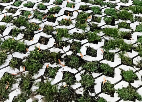 Photo of permeable pavement with greenery growing through