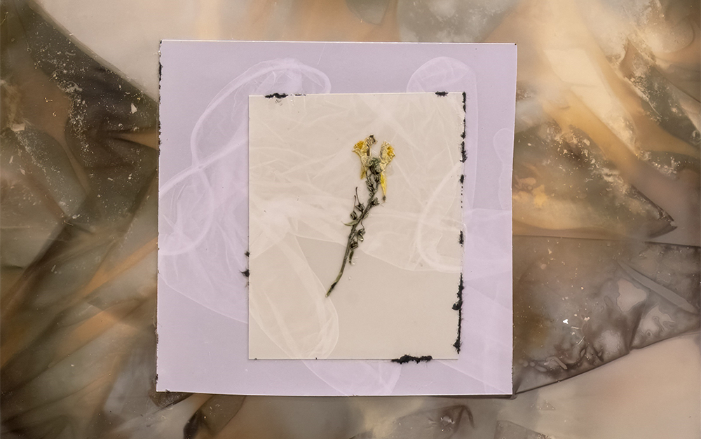 Dried weed on paper with a abstract brown background