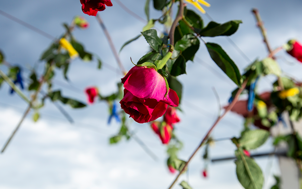 Photograph of pink stemmed rose, and other roses out of focus in the background, against a blue sky.