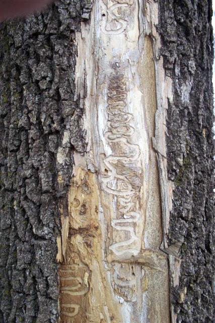 Under the bark of an ash tree meandering S shaped tunnels and galleries can be seen where EAB larvae were feeding between the bark and the wood.