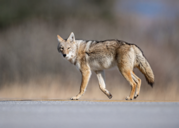 A coyote walking walking along pavement against a blurred background.