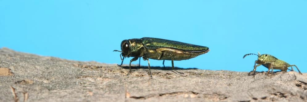 Adult Emerald Ash Borer (EAB) beetle with metallic blue-green, narrow, hairless outer shell and an elongated body, typically 8.5 mm to 14.0 mm long.