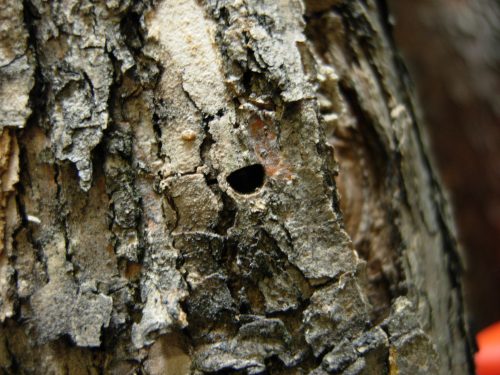 A “D” shaped hole in the bark of the tree is an indication that an EAB beetle has reached maturity, exiting this tree through this hole.