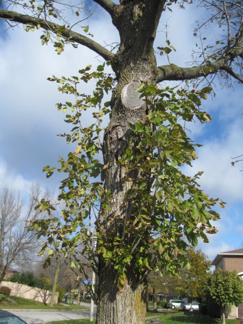 An ash tree with offshoot branches growing from the main trunk of the tree. This epicormic sprouting is a sign of the tree being in decline due to an EAB attack.