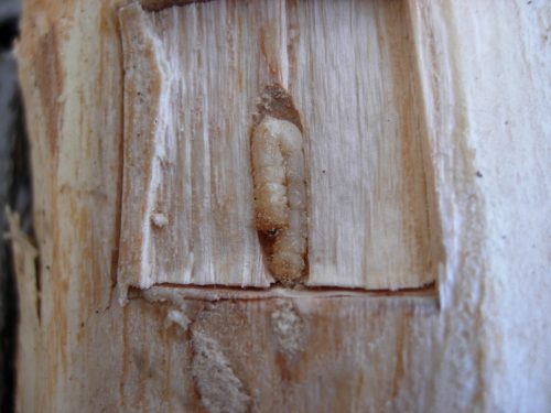 A wormlike Emerald Ash Borer larval “grub” in a chamber in the sapwood of a tree.