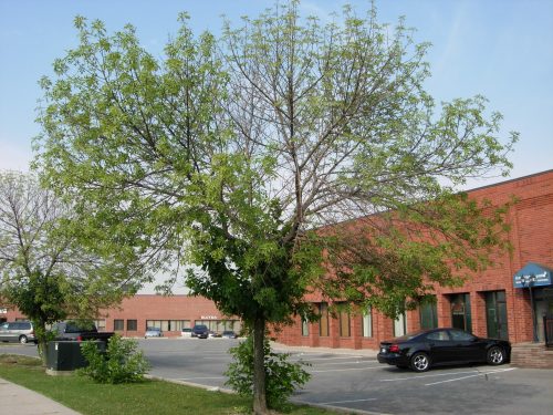 An ash tree with a thinning crown and epicormic branches sprouting from its trunk indicate that the tree is in decline, likely due to EAB.