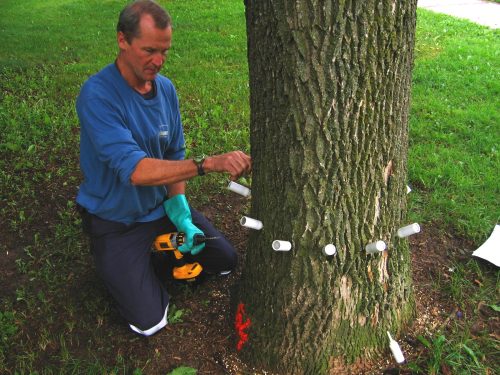 Staff installs canisters of TreeAzin around the base of a tree.