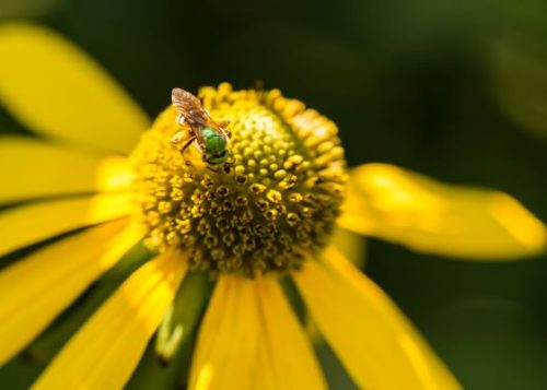 A bee sitting on a yellow coneflower.