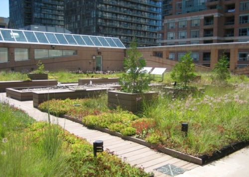 YMCA Central eco-roof with a pathway, lined by plant beds, grass and flora with City buildings in the background.