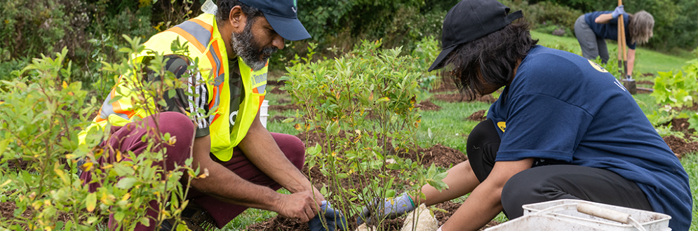 Two volunteers kneeling down to plant a tree.