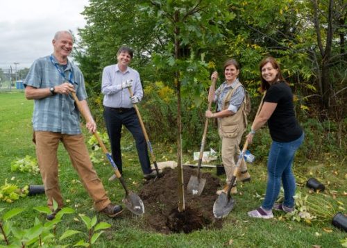 A group of four people holding shovels and standing over a dug out hole to plant a tree.
