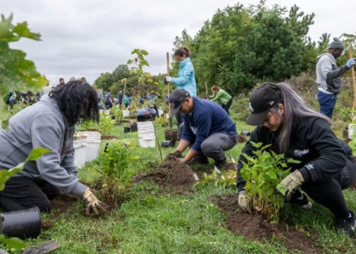 Volunteers planting trees in Caledonia Park.