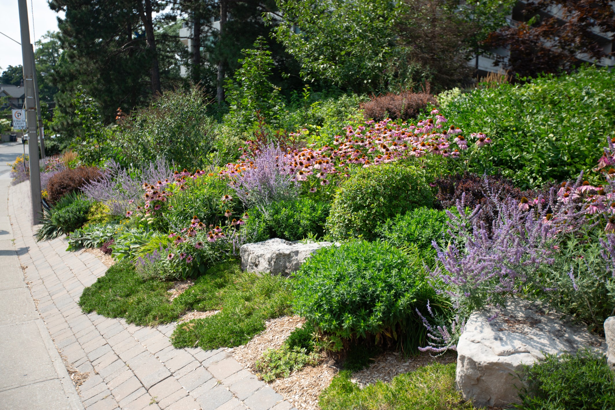 A high rise apartment building with coneflowers, rudbeckia, sage, anise hyssop and sedum in front.