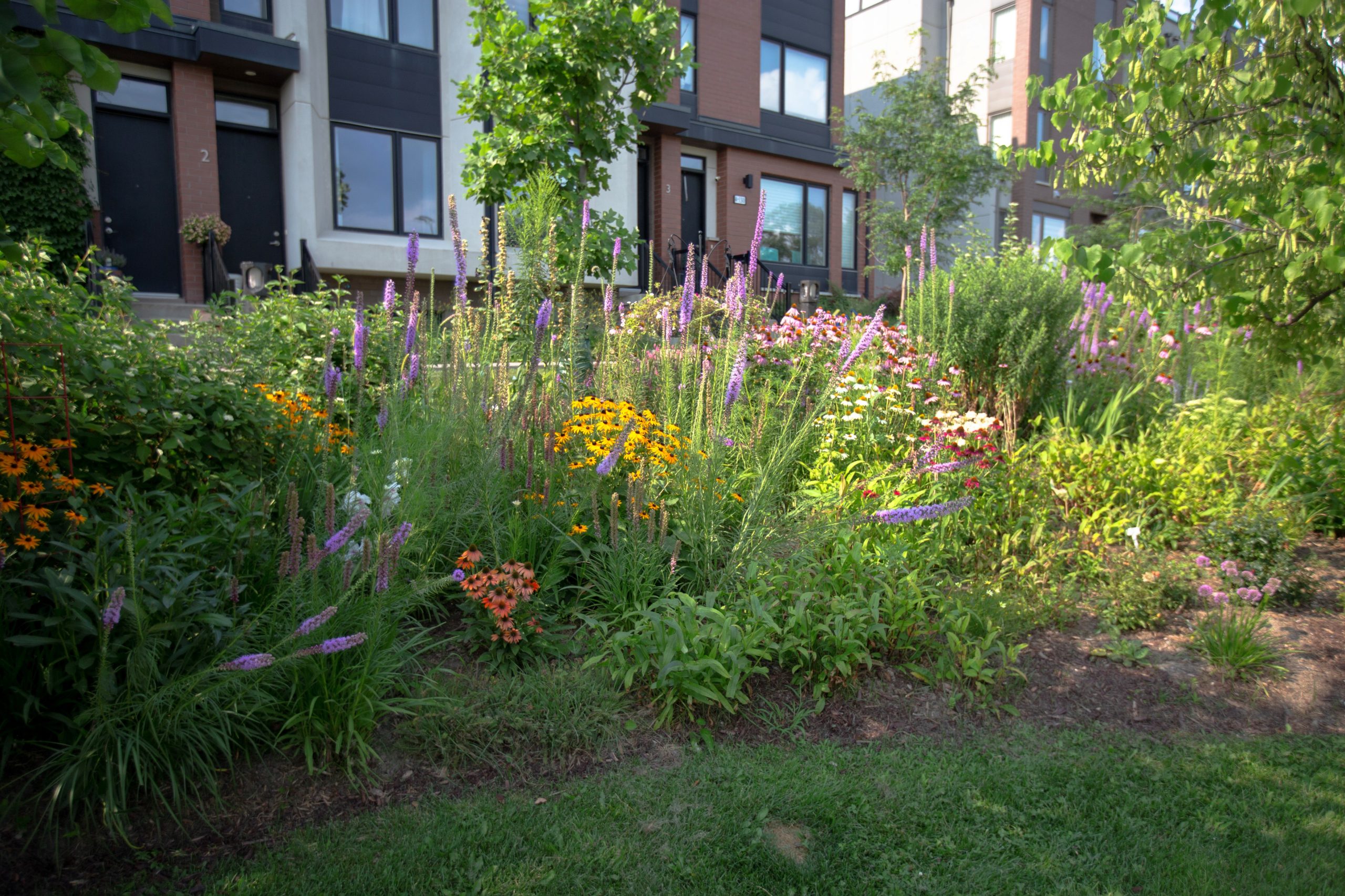 Lavender Liatris, Black-eyed Susans and coneflowers in front of townhomes.
