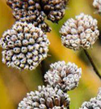 Image of winter interest planting