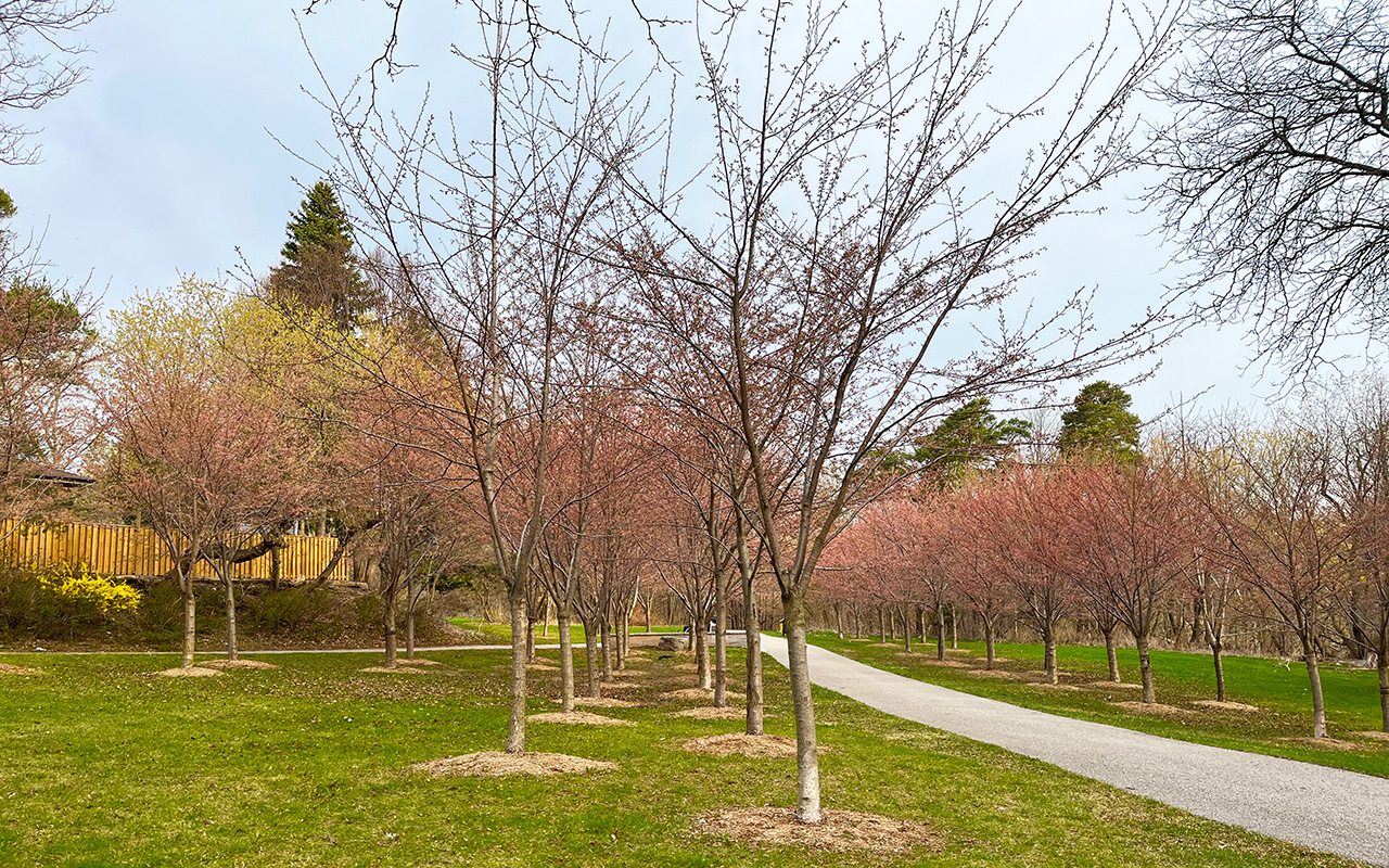 Cherry trees next to a straight paved pathway. There a many buds on the trees.