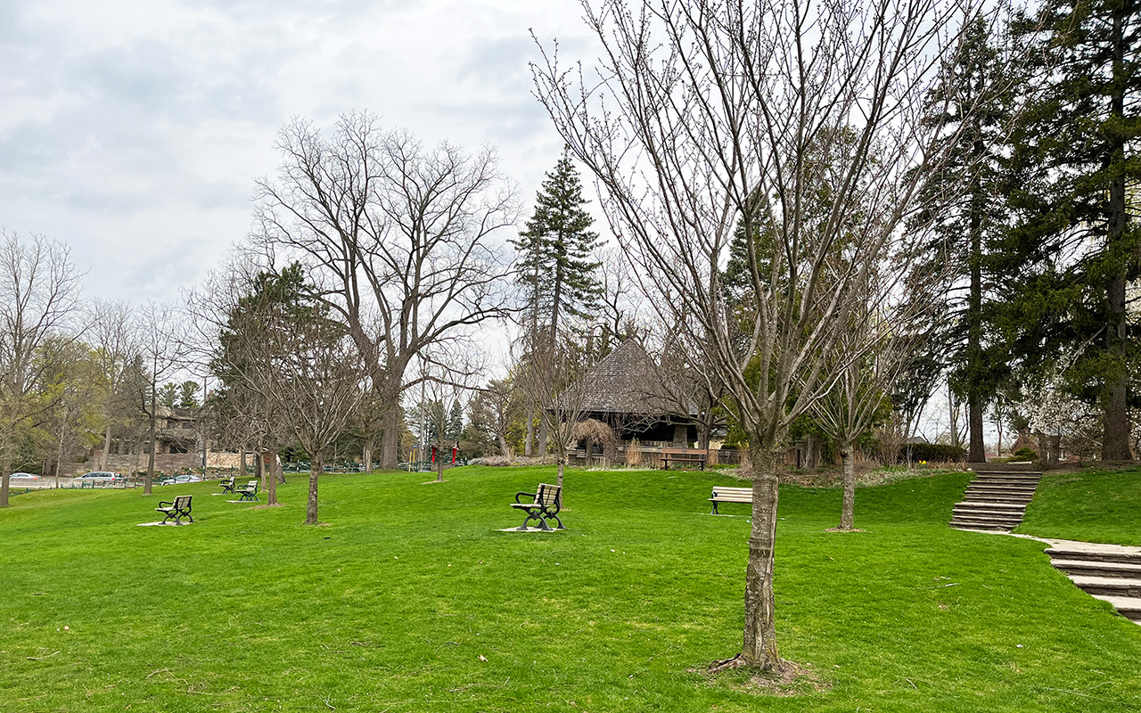 Cherry trees in the middle of grass parkland with benches dotted around. There are many buds on the trees.