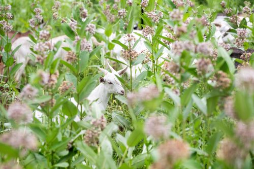 Goats standing in the middle of a grassy field with weeds