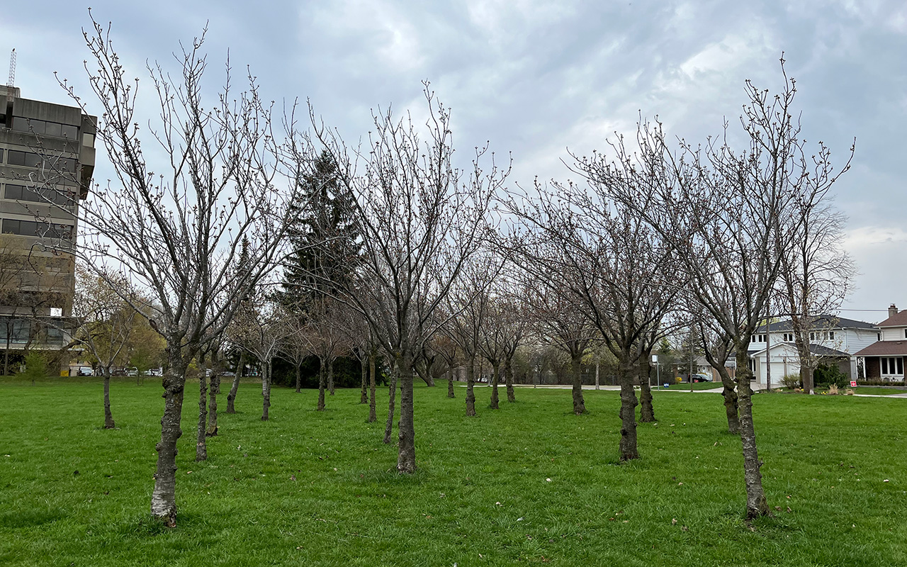Cherry trees in rows on grassy parkland. There are many buds on the trees.