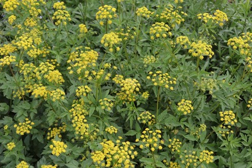 Image of Zizia aurea Golden Alexander (N), yellow plant