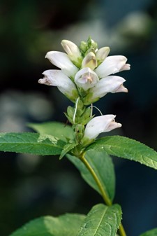 Image of Chelone glabra White Turtlehead (N)(S) white plant