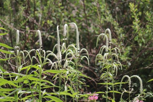 Image of Veronicastrum virginicum Culver’s Root (N)(S), white plant