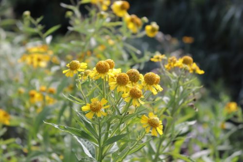 Image of Helenium autumnale Sneezeweed (N)(S), yellow plant