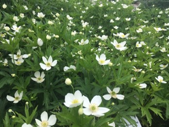 Image of Anemone canadensis Canada Anemone (N), white plant