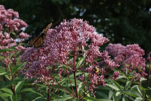 Image of Eupatorium maculatum Spotted Joe-Pye Weed (N)(S), pink plant