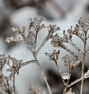 Image of winter interest planting