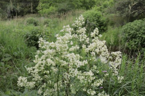 Image of Thalictrum pubescens Tall Meadow-Rue (N), white plant