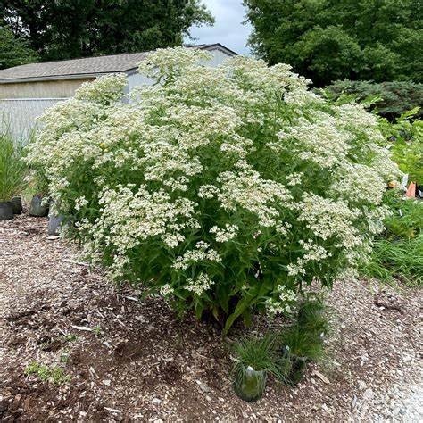 Image of Eupatorium perfoliatum Boneset (N)(S), white plant