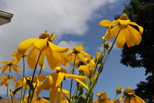 Image of Rudbeckia laciniata Cut-leaved Coneflower (N), yellow plant