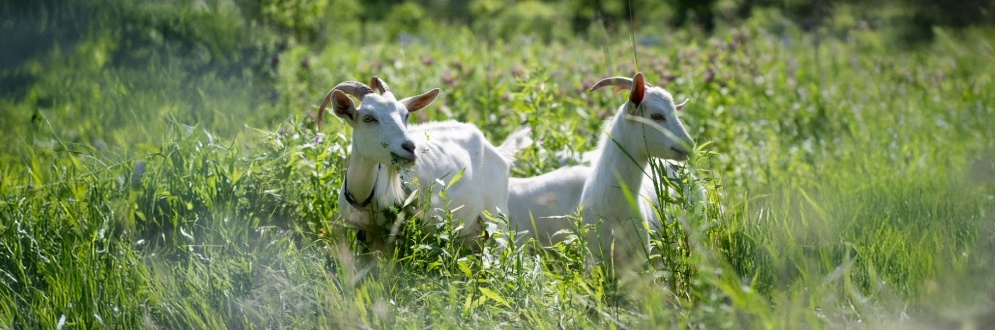 Two goats in a grassy field.