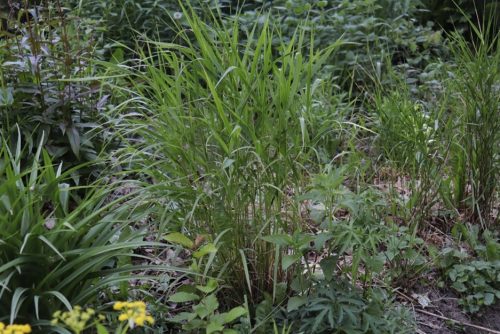 Image of Elymus virginicus Virginia Wild Rye (N)(S) grass